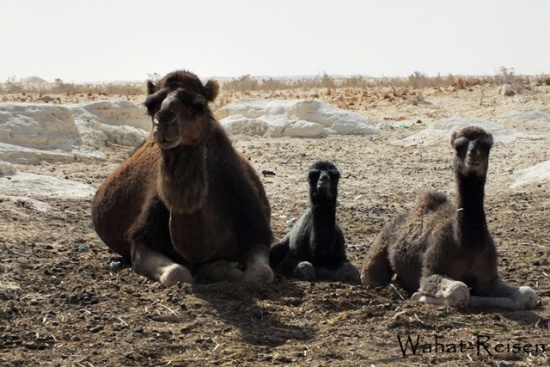 Camel Family Januar 2013